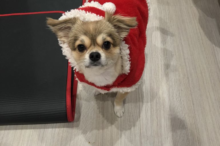 当店の看板犬