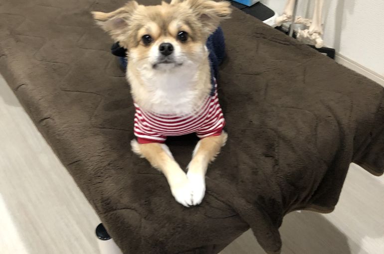 当店の看板犬