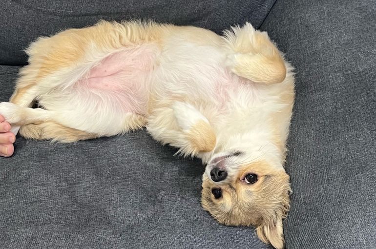 当店の看板犬