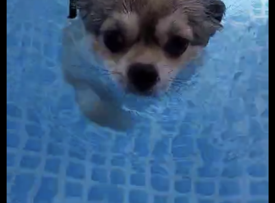 当店の看板犬