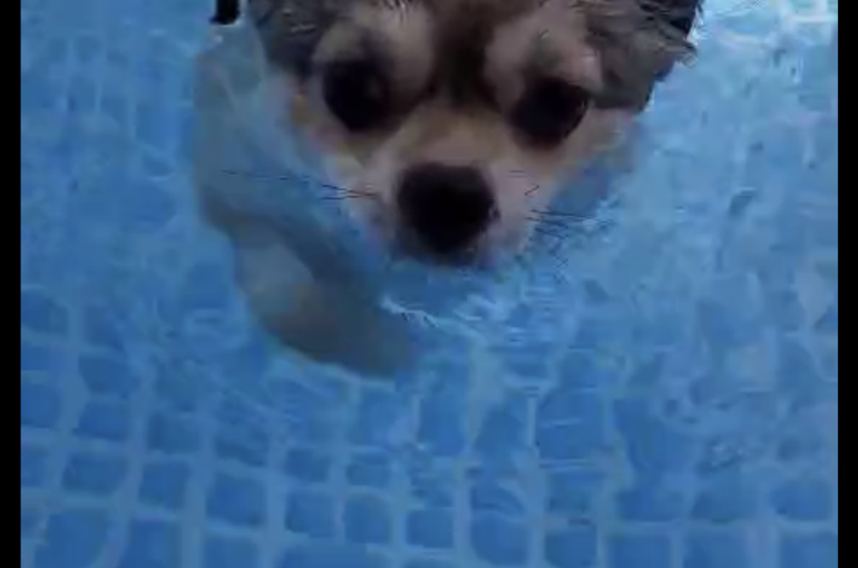 当店の看板犬