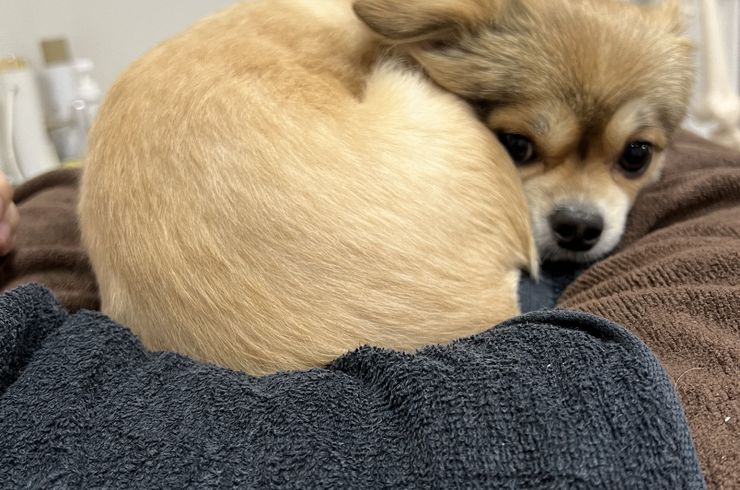 当店の看板犬