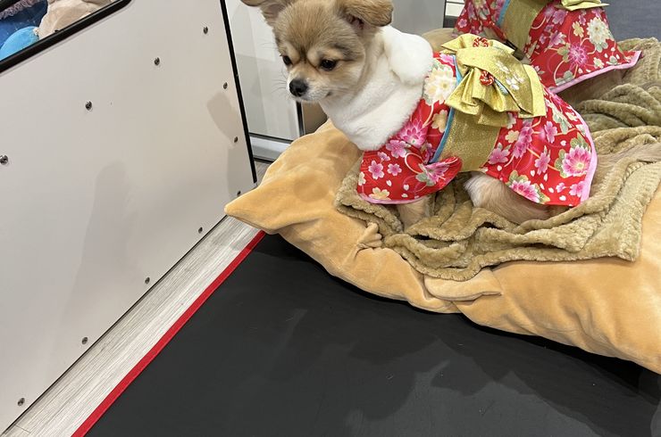 当店の看板犬