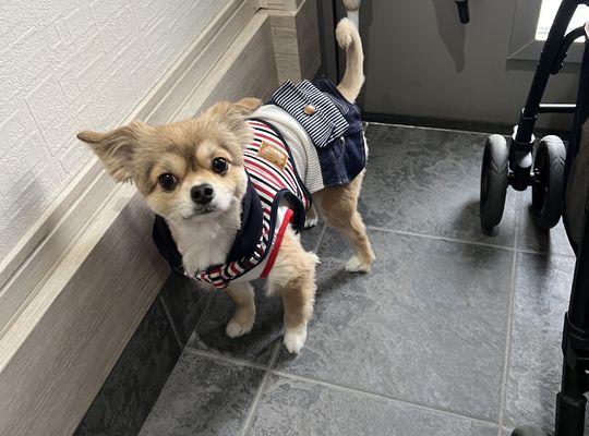 当店の看板犬