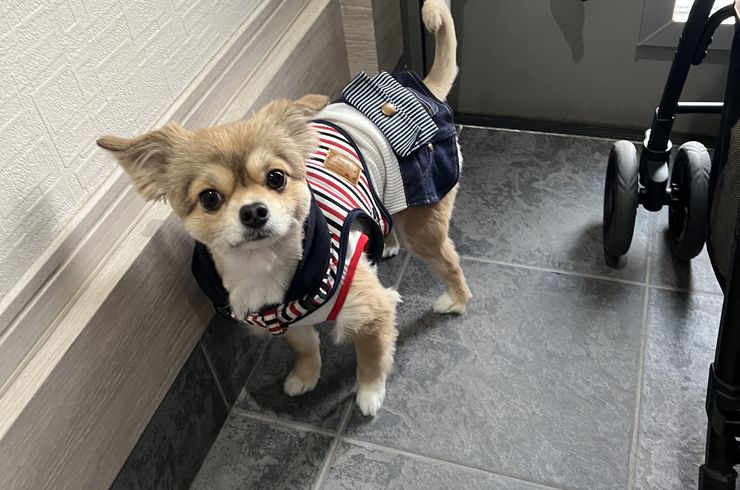当店の看板犬