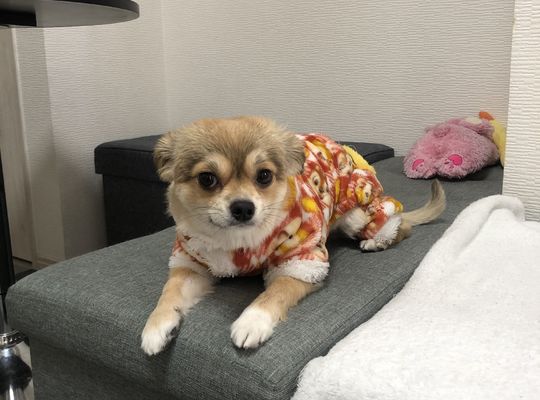 当店の看板犬