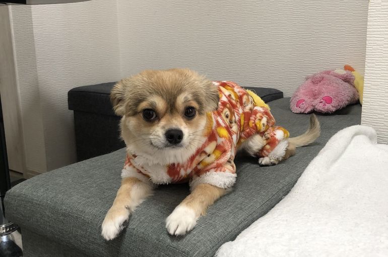 当店の看板犬