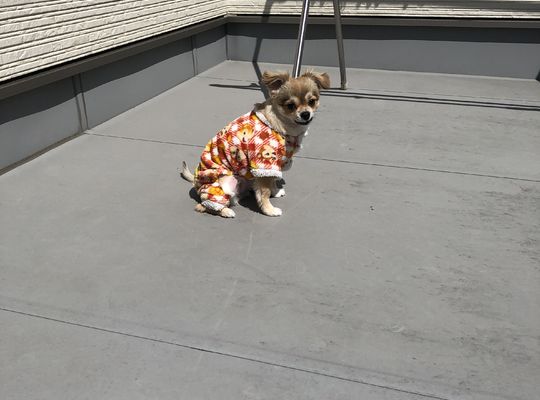 当店の看板犬