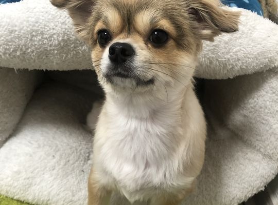当店の看板犬
