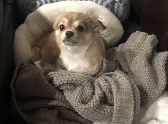 当店の看板犬