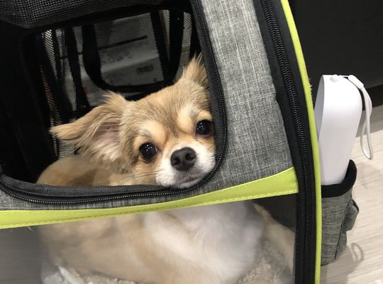 当店の看板犬