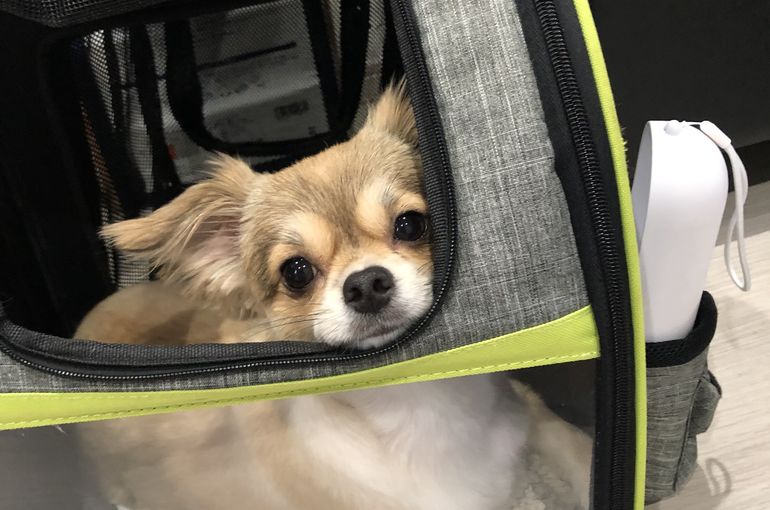 当店の看板犬
