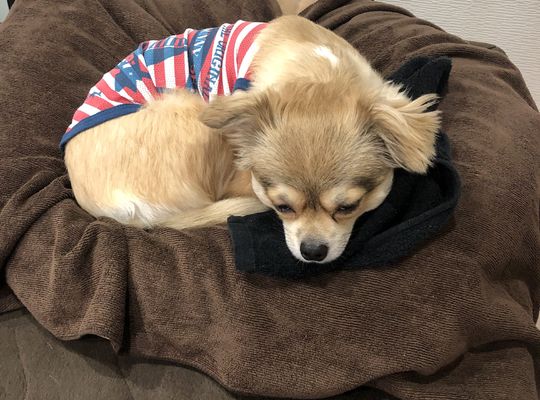 当店の看板犬