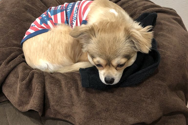 当店の看板犬