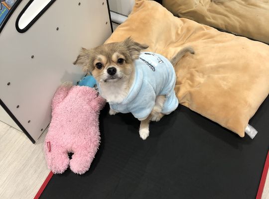 当店の看板犬