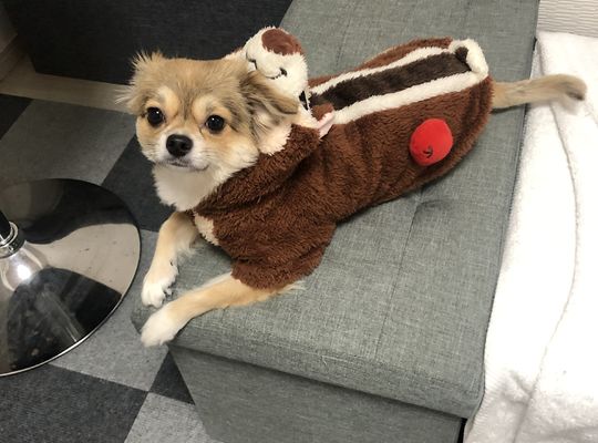 当店の看板犬