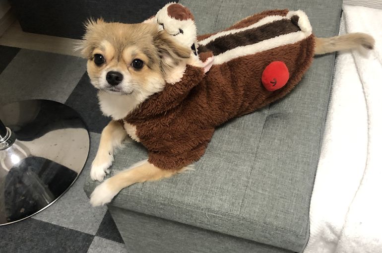 当店の看板犬